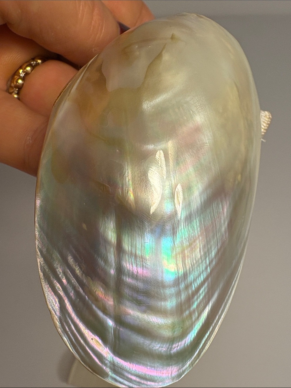 Vintage Abalone Pearlescent Shell Accent Stretch Waist Belt - Cream - Picture 11 of 11